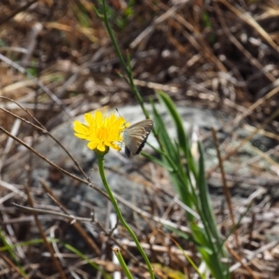 Zizina otis (Common Grass-Blue) at Griffith Woodland (GRW) - 18 Nov 2023 by JodieR