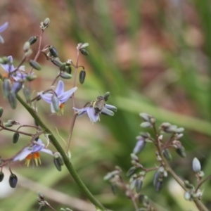 Lasioglossum (Chilalictus) sp. (genus & subgenus) at Lyons, ACT - 19 Nov 2023 10:12 PM