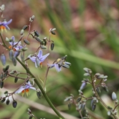 Lasioglossum (Chilalictus) sp. (genus & subgenus) (Halictid bee) at Lyons, ACT - 19 Nov 2023 by ran452