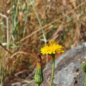 Lasioglossum (Chilalictus) sp. (genus & subgenus) at Griffith Woodland (GRW) - 19 Nov 2023 10:07 AM