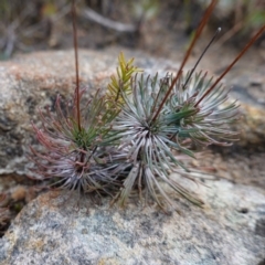 Stylidium lineare (Narrow-leaved Triggerplant) at Sassafras, NSW - 16 Aug 2023 by RobG1