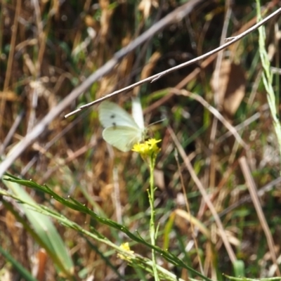Pieris rapae (Cabbage White) at Griffith Woodland (GRW) - 18 Nov 2023 by JodieR