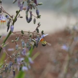 Lasioglossum (Chilalictus) sp. (genus & subgenus) at Lyons, ACT - 19 Nov 2023