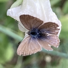 Zizina otis (Common Grass-Blue) at Theodore, ACT - 20 Nov 2023 by Cardy