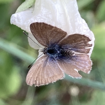Zizina otis (Common Grass-Blue) at Theodore, ACT - 20 Nov 2023 by Cardy