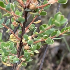 Brachyloma daphnoides (Daphne Heath) at Majura, ACT - 19 Nov 2023 by SilkeSma