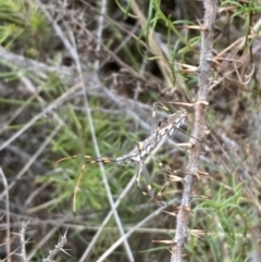 Pnirsus cinctipes (Leg-banded assassin bug) at Mount Ainslie - 19 Nov 2023 by SilkeSma