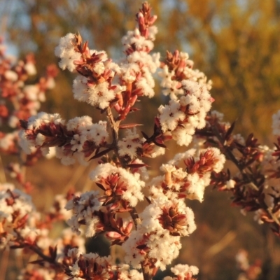 Leucopogon attenuatus (Small-leaved Beard Heath) at Tuggeranong, ACT - 7 Aug 2023 by michaelb