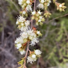 Kunzea ambigua (White Kunzea) at Mount Ainslie - 19 Nov 2023 by SilkeSma