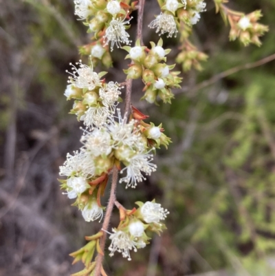 Kunzea ambigua (White Kunzea) at Majura, ACT - 19 Nov 2023 by SilkeSma