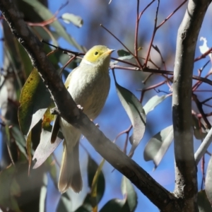 Ptilotula penicillata at Goorooyarroo NR (ACT) - 27 Jul 2023