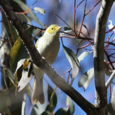 Ptilotula penicillata (White-plumed Honeyeater) at Majura, ACT - 27 Jul 2023 by jb2602