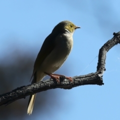 Ptilotula penicillata at Goorooyarroo NR (ACT) - 27 Jul 2023