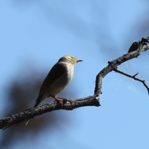 Ptilotula penicillata at Goorooyarroo NR (ACT) - 27 Jul 2023