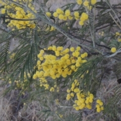 Acacia dealbata (Silver Wattle) at Tuggeranong, ACT - 7 Aug 2023 by michaelb