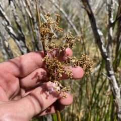 Juncus brevibracteus at Namadgi National Park - suppressed