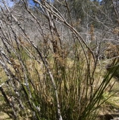 Juncus brevibracteus at Namadgi National Park - suppressed