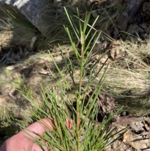 Hakea lissosperma at Namadgi National Park - 14 Oct 2023 01:47 PM