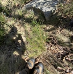 Hakea lissosperma at Namadgi National Park - 14 Oct 2023 01:47 PM