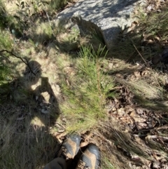 Hakea lissosperma at Namadgi National Park - 14 Oct 2023 01:47 PM