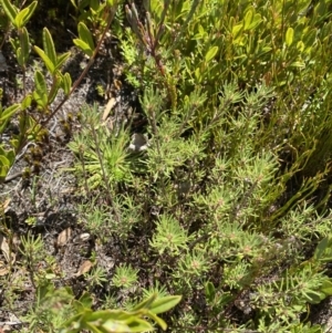 Pultenaea fasciculata at Namadgi National Park - 14 Oct 2023 01:34 PM