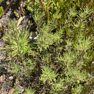 Pultenaea fasciculata at Namadgi National Park - 14 Oct 2023 01:34 PM