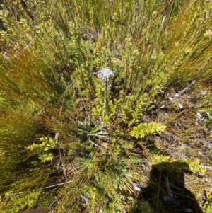 Celmisia sp. Pulchella (M.Gray & C.Totterdell 7079) Australian National Herbarium at Namadgi National Park - 14 Oct 2023 01:32 PM