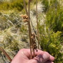 Juncus brevibracteus (Alpine Rush) at Namadgi National Park - 14 Oct 2023 by Tapirlord