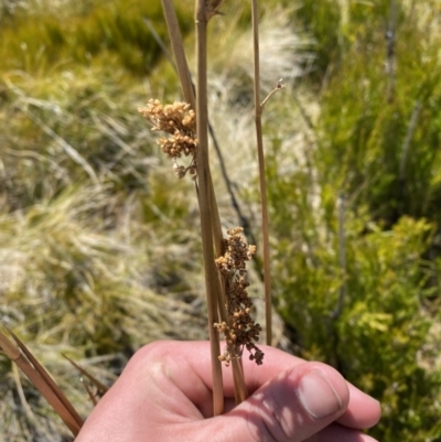 Juncus brevibracteus (Alpine Rush) at Namadgi National Park - 14 Oct 2023 by Tapirlord