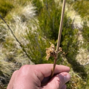 Juncus brevibracteus at Namadgi National Park - 14 Oct 2023