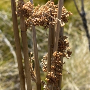 Juncus brevibracteus at Namadgi National Park - 14 Oct 2023