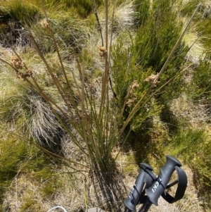 Juncus brevibracteus at Namadgi National Park - 14 Oct 2023