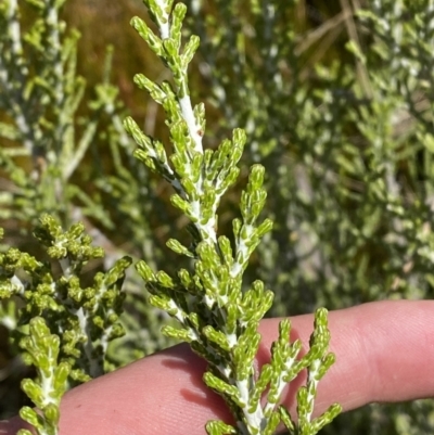 Ozothamnus cupressoides (Kerosine Bush) at Namadgi National Park - 14 Oct 2023 by Tapirlord