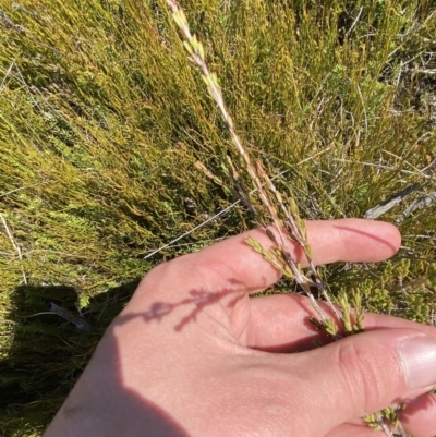 Baeckea gunniana (Alpine Baeckea) at Namadgi National Park - 14 Oct 2023 by Tapirlord