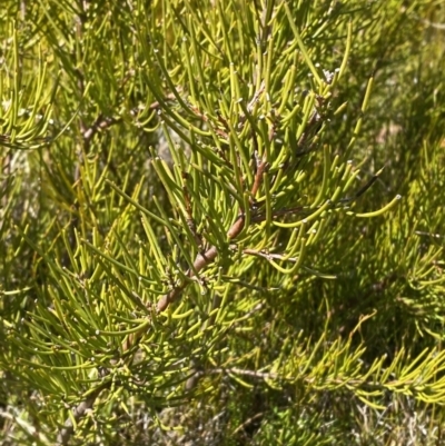 Hakea microcarpa (Small-fruit Hakea) at Namadgi National Park - 14 Oct 2023 by Tapirlord