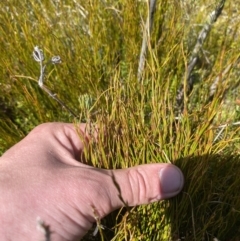 Empodisma minus (Spreading Rope-rush) at Namadgi National Park - 14 Oct 2023 by Tapirlord