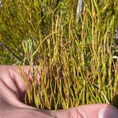 Empodisma minus at Namadgi National Park - 14 Oct 2023