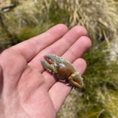 Euastacus sp. (genus) at Namadgi National Park - 14 Oct 2023 01:24 PM