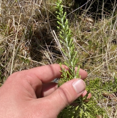 Ozothamnus cupressoides (Kerosine Bush) at Namadgi National Park - 14 Oct 2023 by Tapirlord