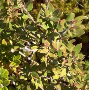 Leptospermum grandifolium at Namadgi National Park - 14 Oct 2023 01:21 PM