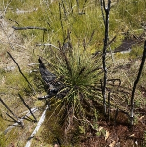 Gahnia subaequiglumis at Namadgi National Park - 14 Oct 2023