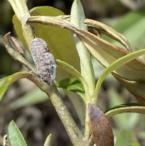 Monophlebulus sp. (genus) at Namadgi National Park - 14 Oct 2023