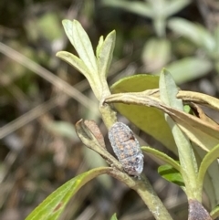 Monophlebulus sp. (genus) at Namadgi National Park - 14 Oct 2023 11:13 AM