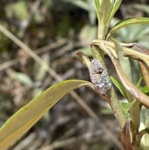 Monophlebulus sp. (genus) at Namadgi National Park - 14 Oct 2023