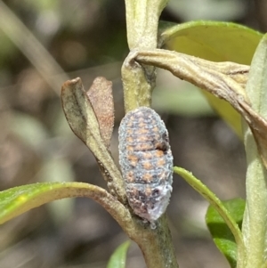 Monophlebulus sp. (genus) at Namadgi National Park - 14 Oct 2023