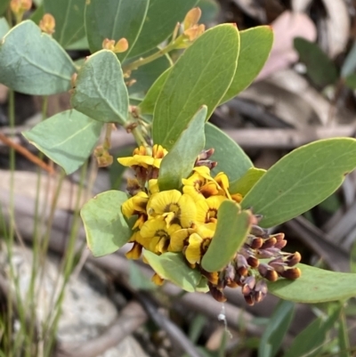 Daviesia mimosoides subsp. acris (Blunt-Leaf Bitter-Pea) at Namadgi National Park - 14 Oct 2023 by Tapirlord