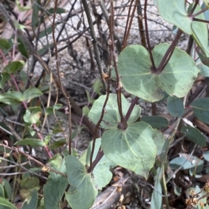 Veronica perfoliata at Namadgi National Park - 14 Oct 2023