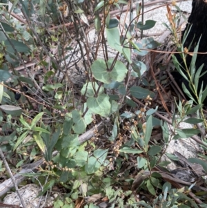 Veronica perfoliata at Namadgi National Park - 14 Oct 2023