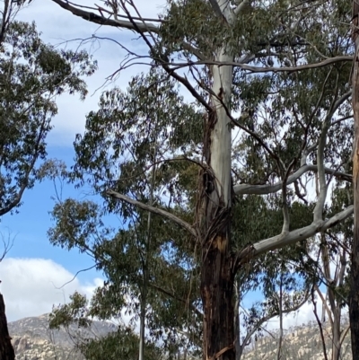 Eucalyptus delegatensis subsp. delegatensis (Alpine Ash) at Namadgi National Park - 14 Oct 2023 by Tapirlord