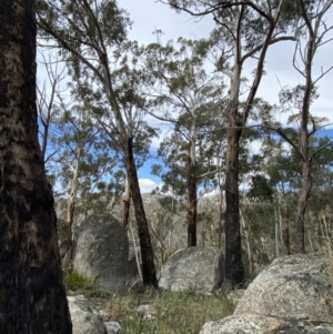 Eucalyptus delegatensis subsp. delegatensis at Namadgi National Park - 14 Oct 2023